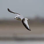 Mouette de Ross