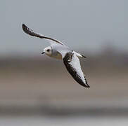 Ross's Gull