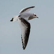 Mouette de Ross