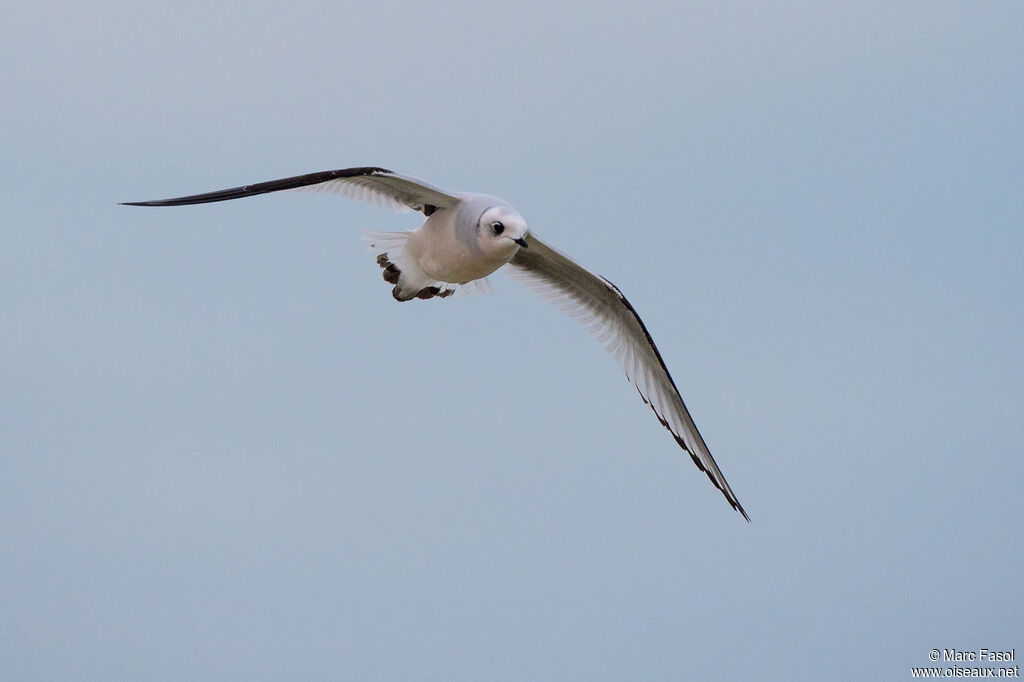 Mouette de Ross1ère année, Vol