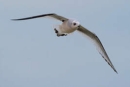 Mouette de Ross