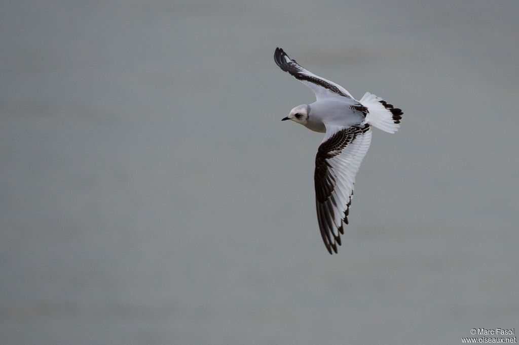 Mouette de Ross1ère année, Vol