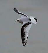 Mouette de Ross