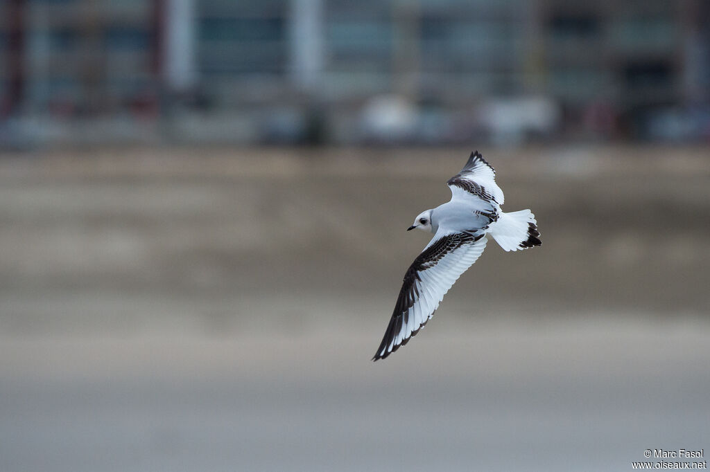 Mouette de Ross1ère année, Vol