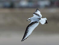 Mouette de Ross