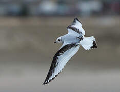 Mouette de Ross