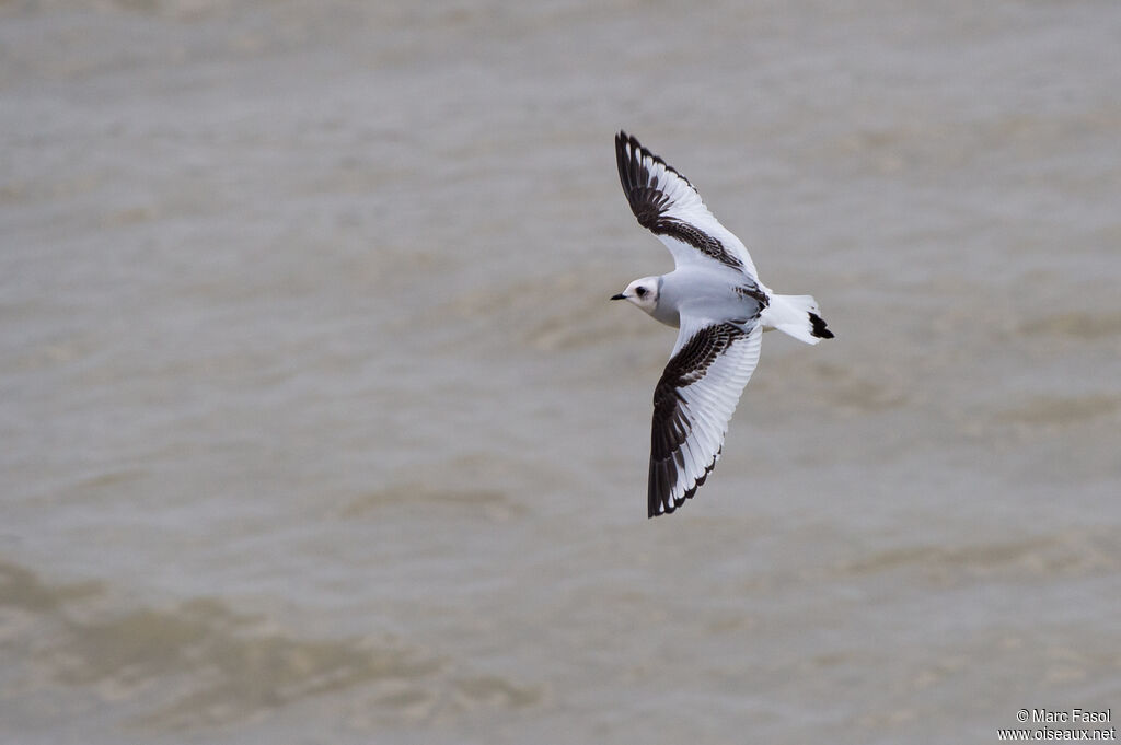 Mouette de Ross1ère année, Vol