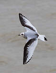 Mouette de Ross