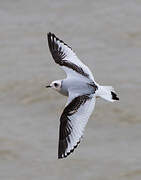 Ross's Gull