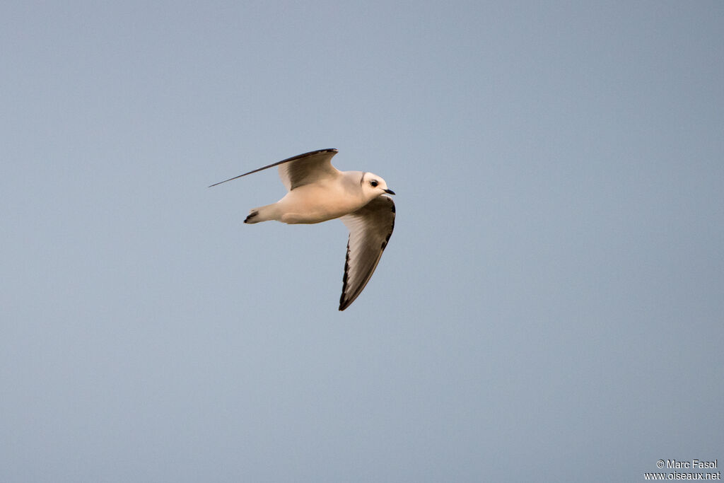 Mouette de Ross1ère année, Vol