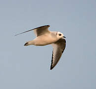 Ross's Gull