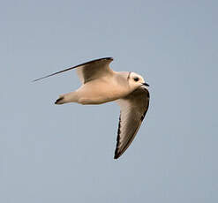 Mouette de Ross