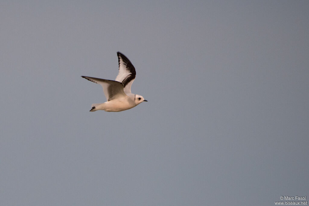 Mouette de Ross1ère année, Vol