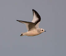 Ross's Gull