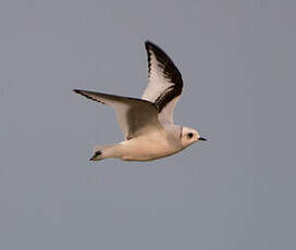 Mouette de Ross