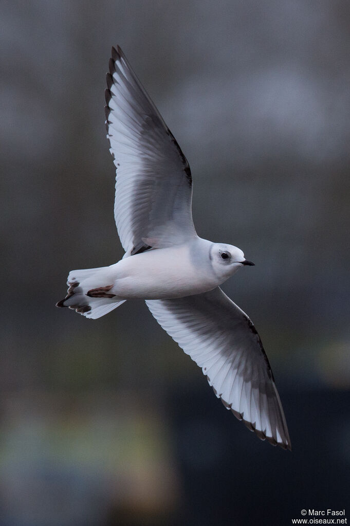 Ross's GullSecond year, Flight