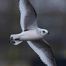 Mouette de Ross