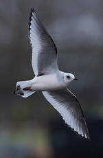 Mouette de Ross