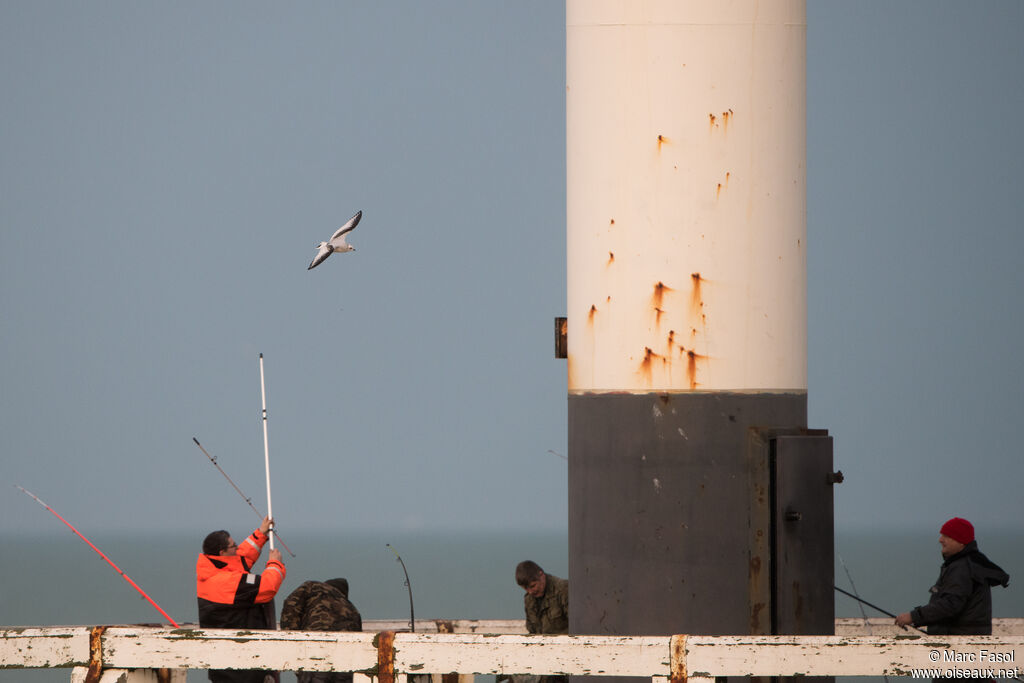 Mouette de Ross1ère année, Vol