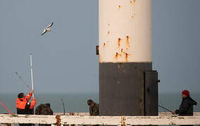 Mouette de Ross