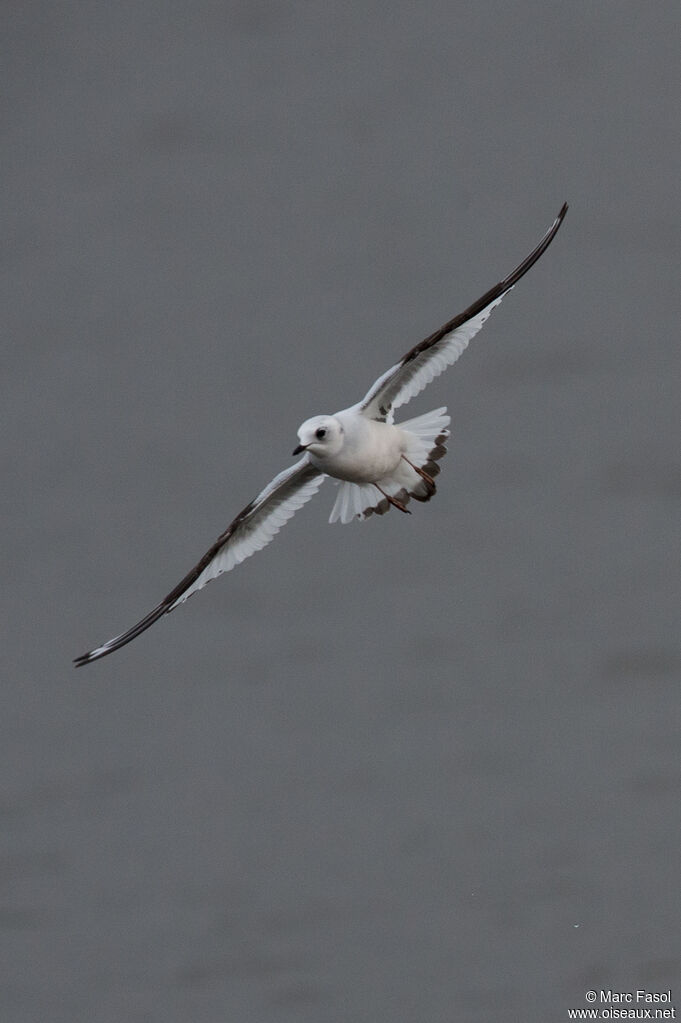 Mouette de Ross2ème année, Vol