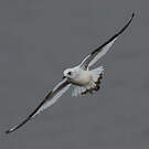 Mouette de Ross