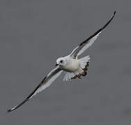 Ross's Gull