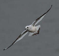 Mouette de Ross