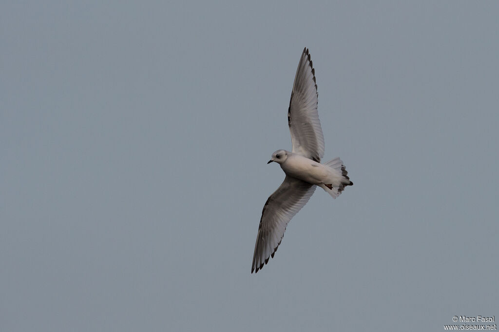 Mouette de Ross2ème année, Vol