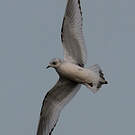 Mouette de Ross