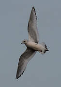 Ross's Gull