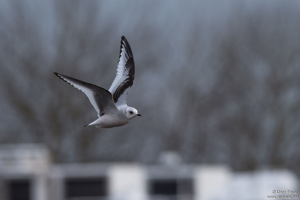 Mouette de Ross2ème année, Vol