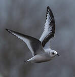 Mouette de Ross