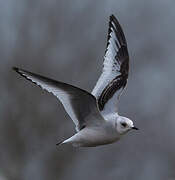 Mouette de Ross