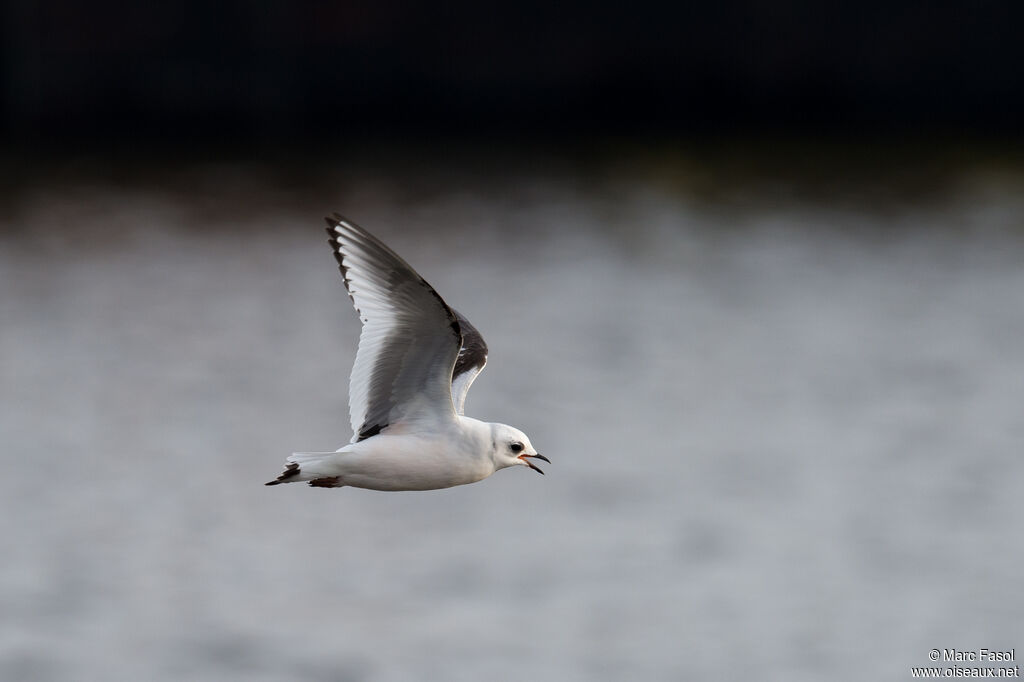 Mouette de Ross2ème année, Vol