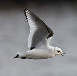 Mouette de Ross