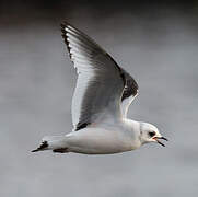 Ross's Gull