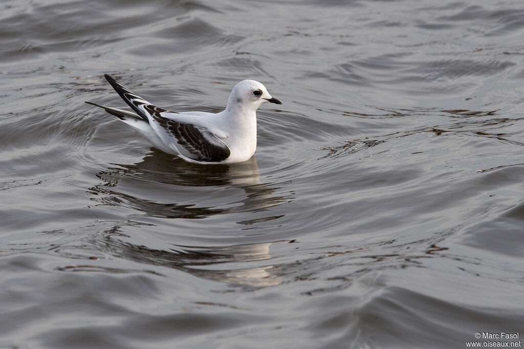 Ross's GullSecond year, swimming