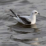 Mouette de Ross