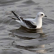 Ross's Gull