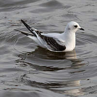 Mouette de Ross