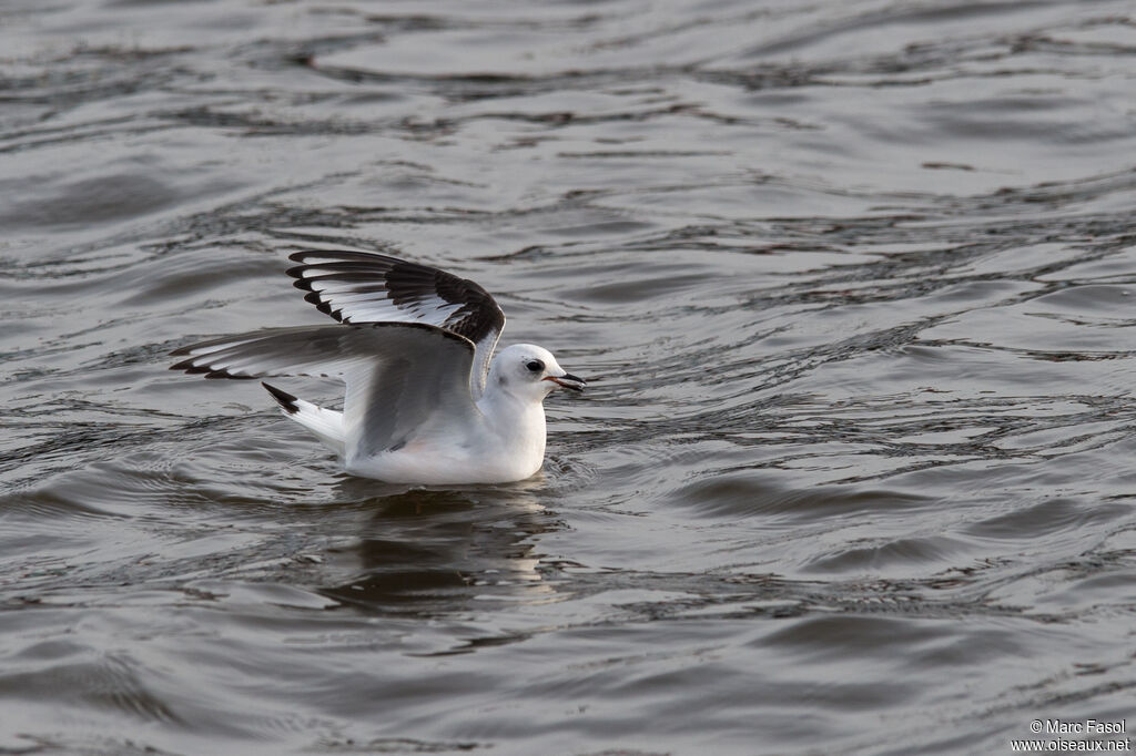 Mouette de Ross2ème année, identification, nage