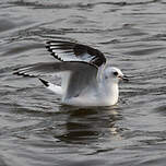 Mouette de Ross