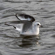 Ross's Gull