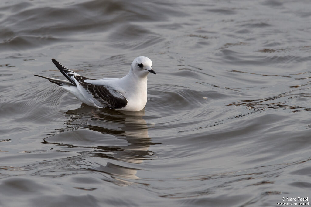 Mouette de Ross2ème année, identification, nage