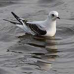 Mouette de Ross