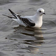 Ross's Gull