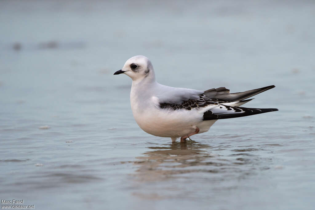 Mouette de Ross1ère année, identification