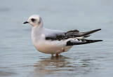 Mouette de Ross