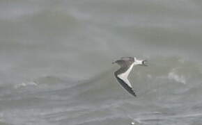 Sabine's Gull